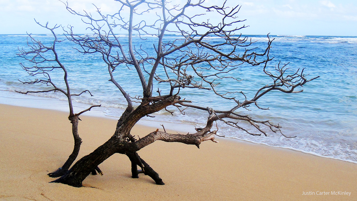 Heavenly Hawaii - A Scraggly Tree on a Beach on Kauai