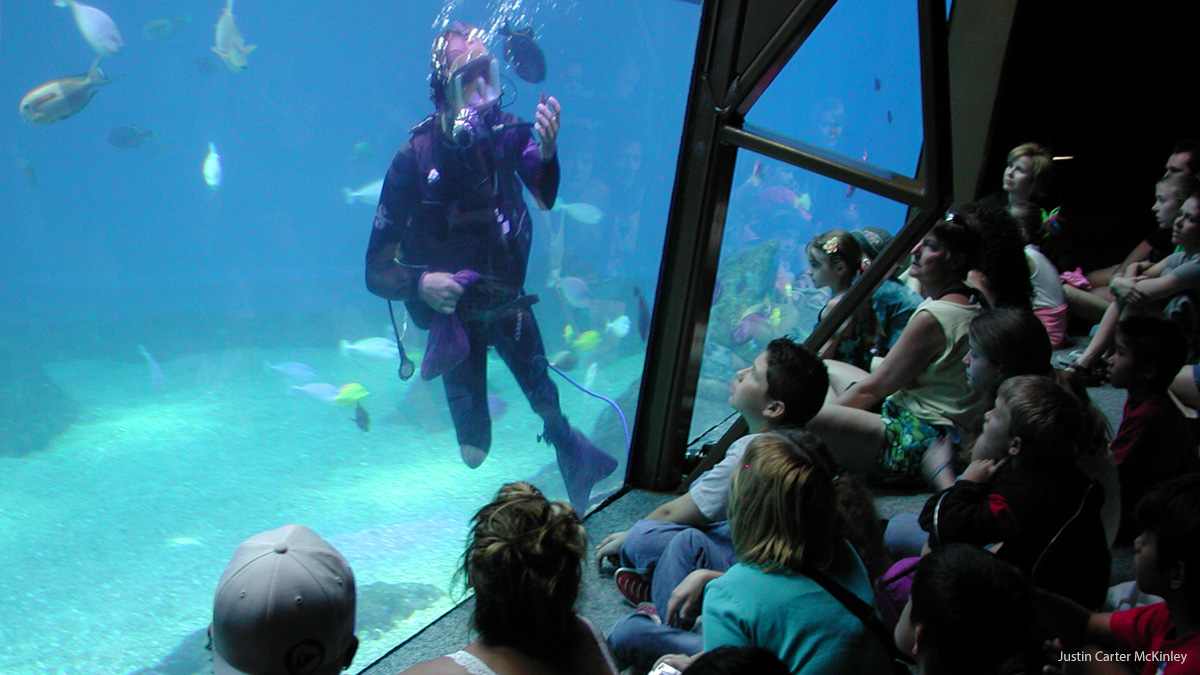 Heavenly Hawaii - Diver in Tank at Maui Ocean Center