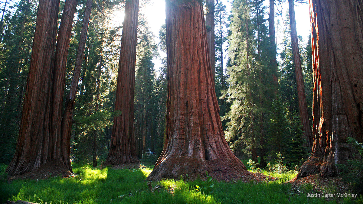 1200-SequoiaNationalPark-ForestTrees